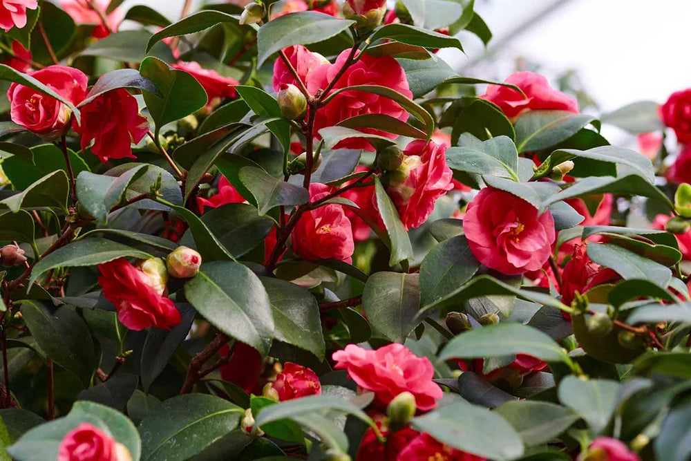 Camellia japonica 'Lady Campbell'