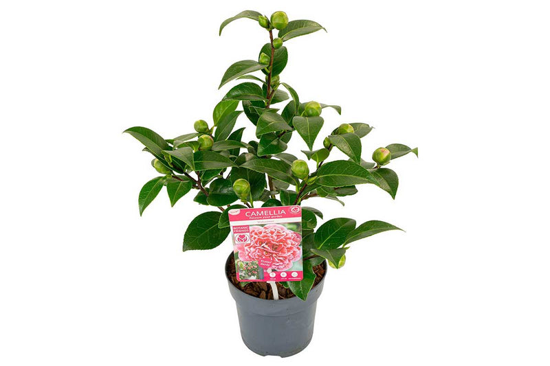 Camellia 'Volunteer'® 15cm