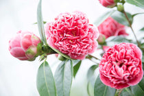 
                  
                    Camellia 'Volunteer'
                  
                