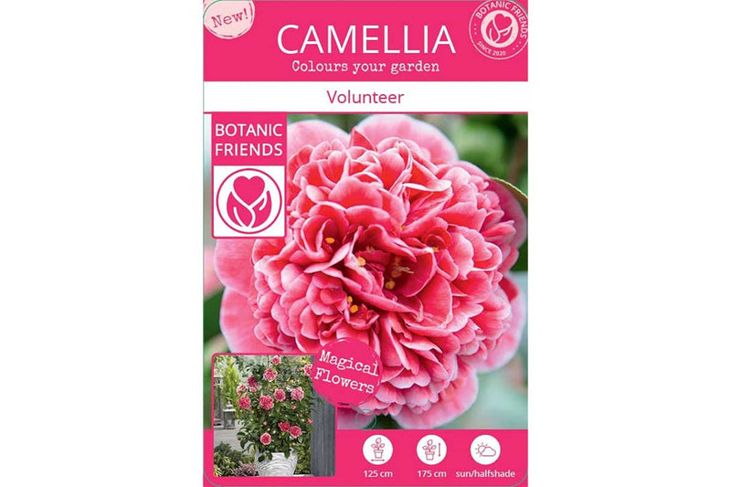 Camellia 'Volunteer'