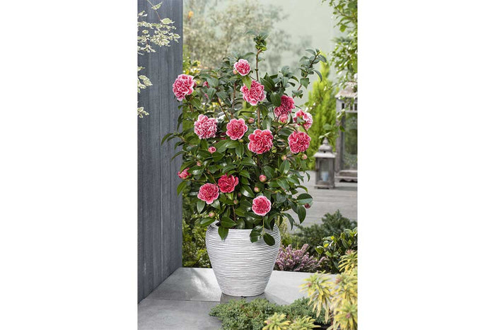 Camellia 'Volunteer'