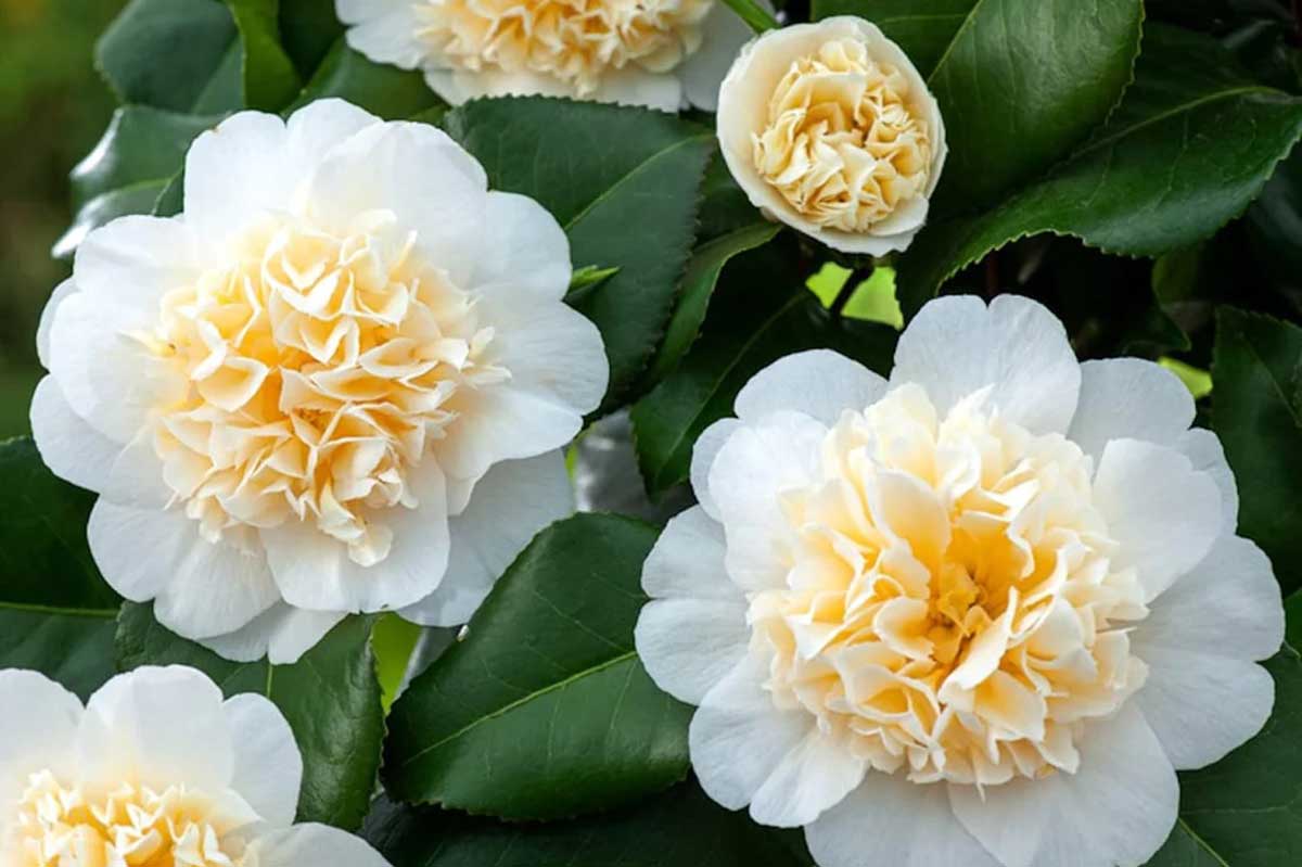 Camellia