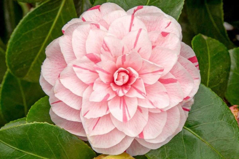 Camellia 'Bonomiana' 15cm