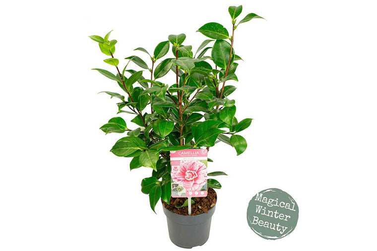 Camellia 'Bonomiana' 15cm