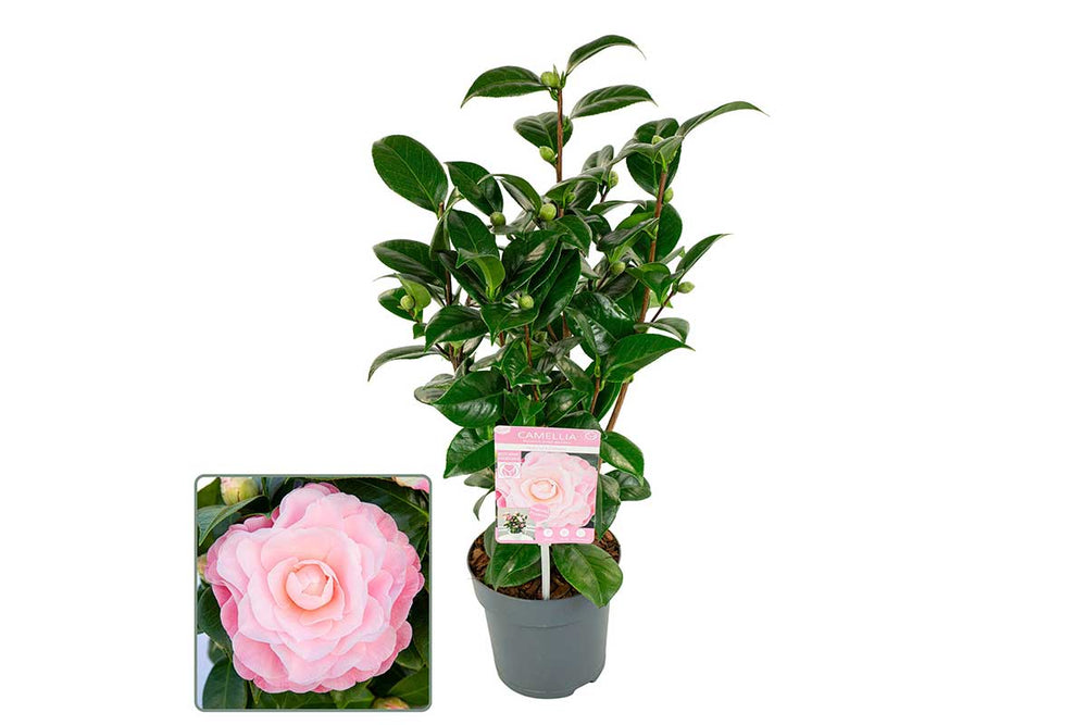 Camellia japonica 'Nuccio's Cameo' — Camellia