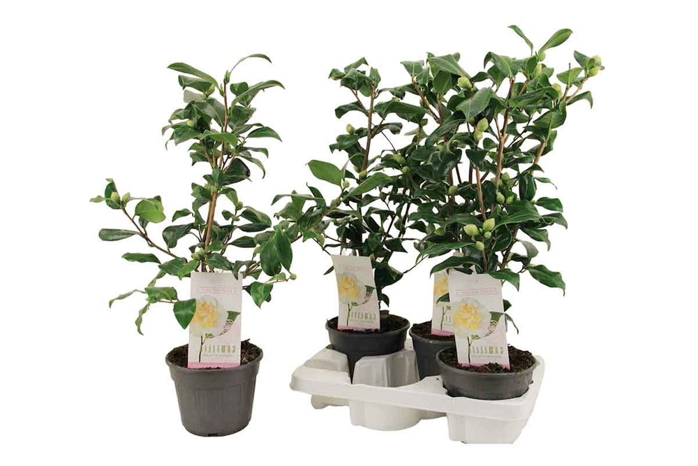 
                  
                    Camellia 'brushfields yellow' 15cm
                  
                