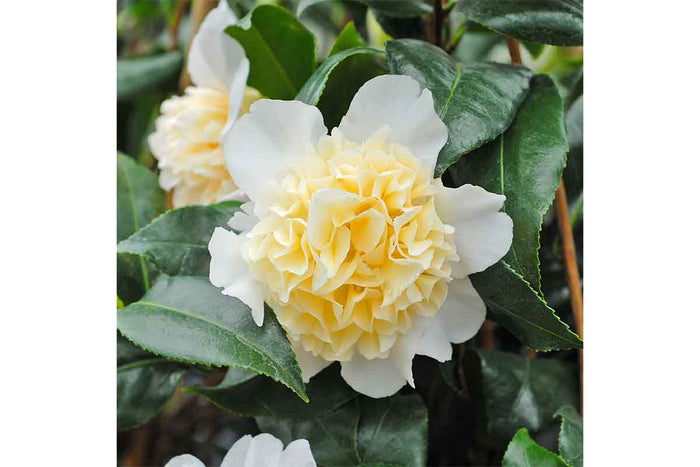 Camellia 'brushfields yellow' 15cm