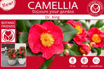 
                  
                    Camellia 'Dr King'
                  
                