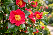 
                  
                    Camellia 'Dr King'
                  
                