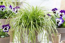 
                  
                    Carex EverColor® 'Eversheen'
                  
                