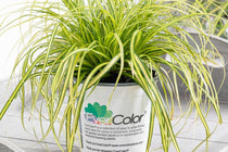 
                  
                    Carex EverColor® 'Eversheen'
                  
                