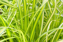 
                  
                    Carex EverColor® 'Eversheen'
                  
                