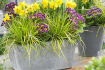 
                  
                    Carex EverColor® 'Eversheen'
                  
                