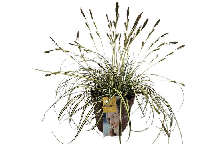Carex 'evergold' 17cm