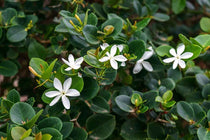 
                  
                    Carissa macrocarpa 19cm
                  
                