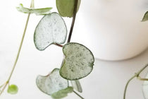 
                  
                    Ceropegia 'silver glory' 
                  
                