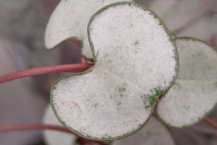 Ceropegia 'silver glory' 