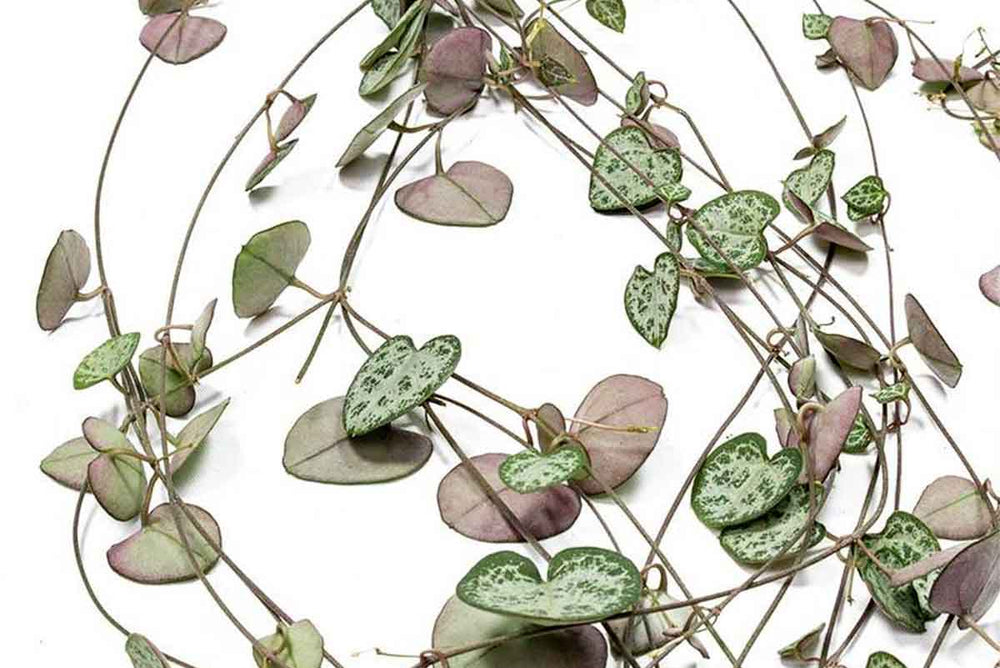 
                  
                    Ceropegia woodii
                  
                