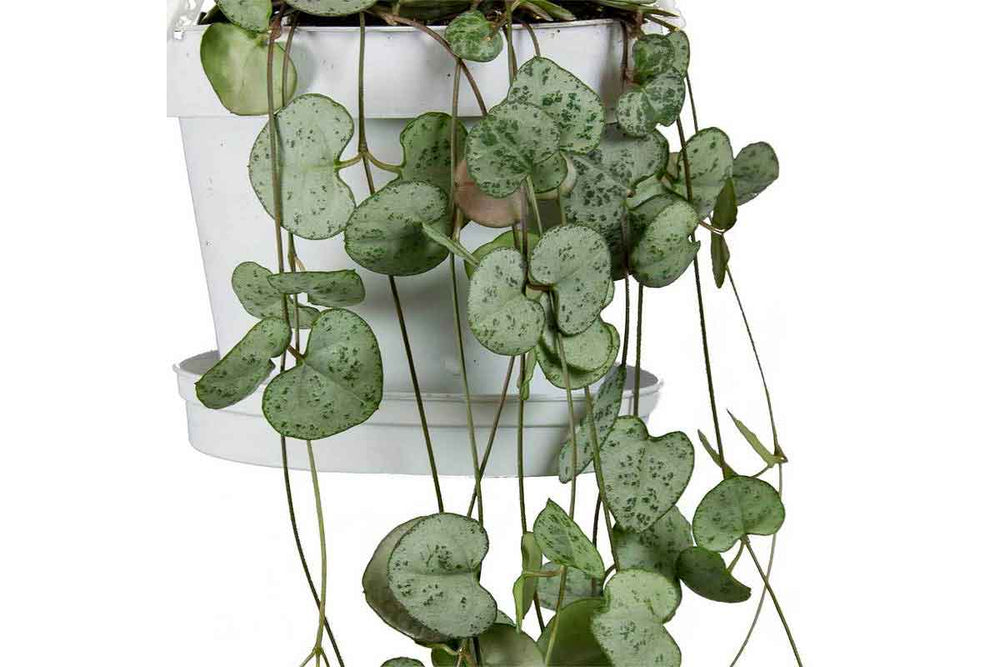 
                  
                    Ceropegia woodii
                  
                