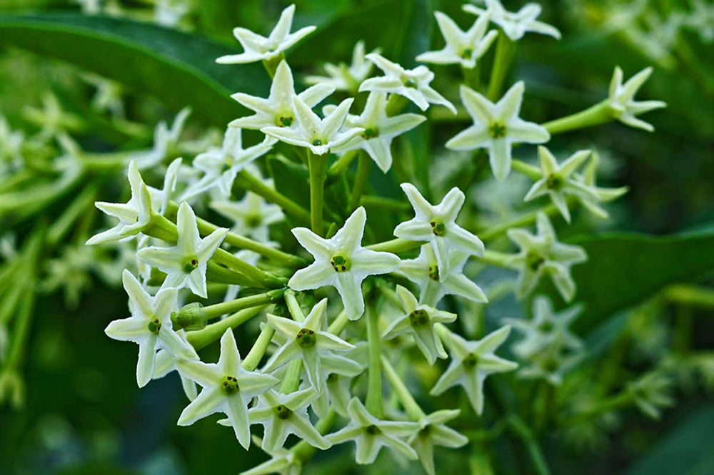 
                  
                    Cestrum nocturnum (Νυχτολούλουδο)
                  
                