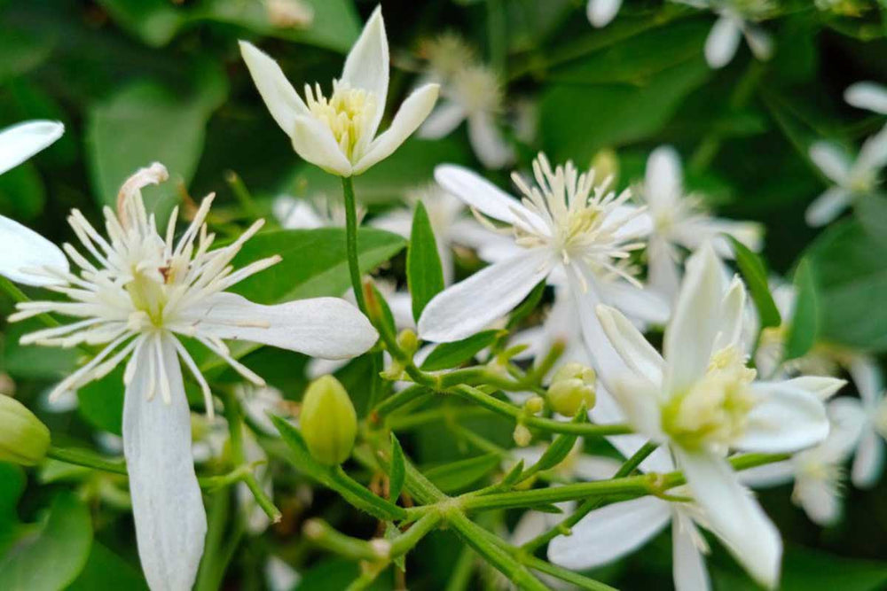 
                  
                    Cestrum nocturnum (Νυχτολούλουδο)
                  
                