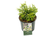 
                  
                    Chamaecyparis 'Tsatsumi Gold'
                  
                