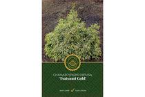 
                  
                    Chamaecyparis 'Tsatsumi Gold'
                  
                
