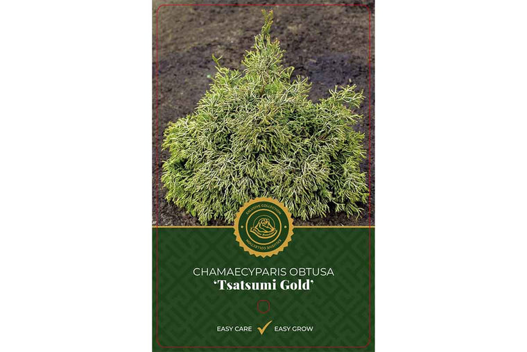 Chamaecyparis 'Tsatsumi Gold'