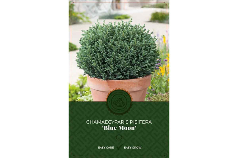 Chamaecyparis 'Blue Moon'®