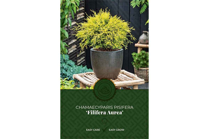 Chamaecyparis 'filifera aurea'