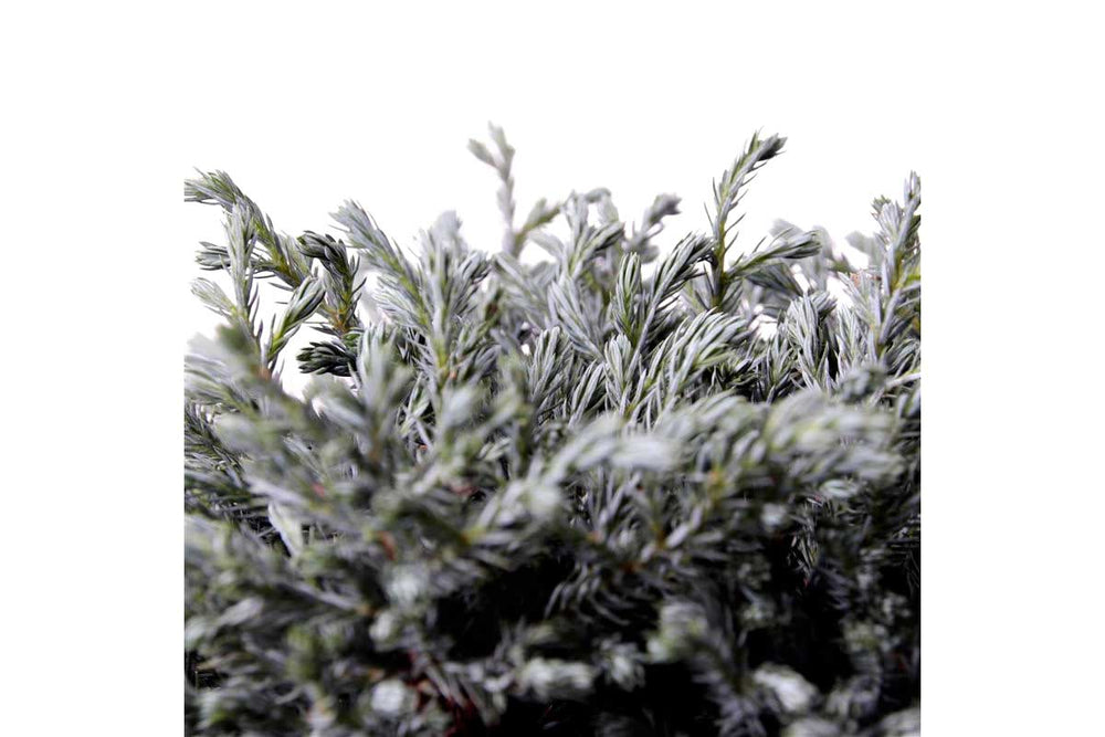 
                  
                    Chamaecyparis 'Blue Moon'®
                  
                
