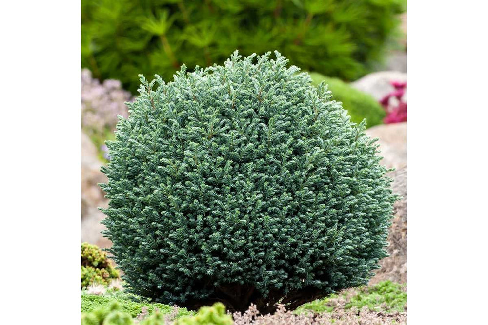 
                  
                    Chamaecyparis 'Blue Moon'®
                  
                