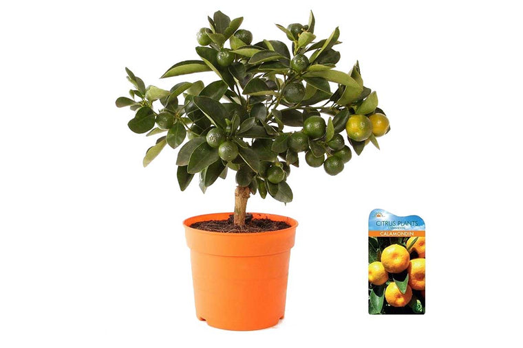 Citrus Calamondin 'Oriana' 12cm