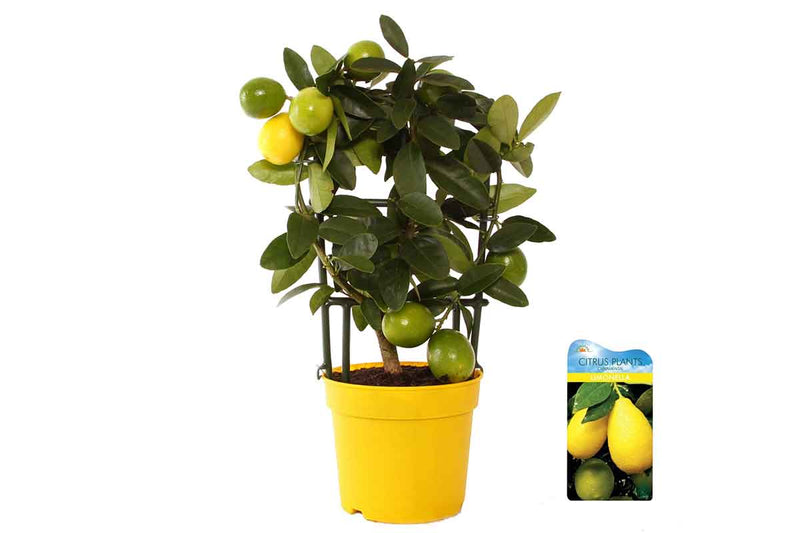 Citrus Limequat 'Lara' 12cm