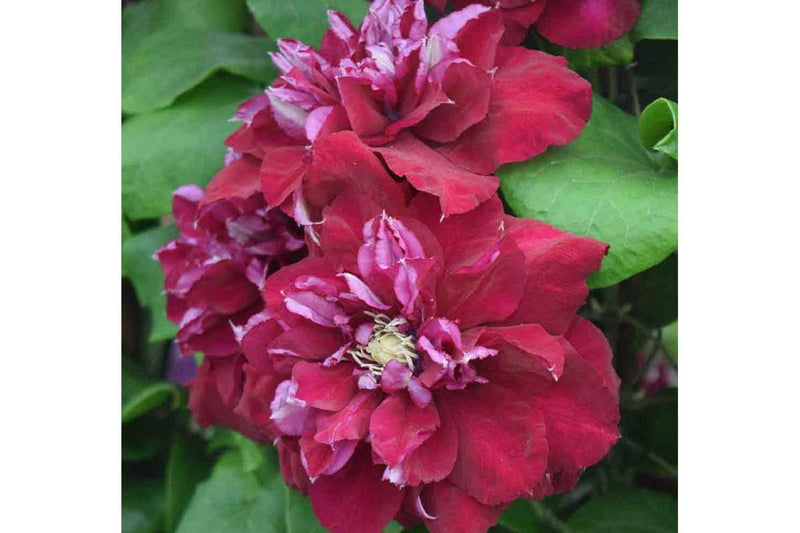 Clematis 'Charmaine'®