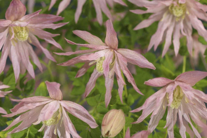 Clematis 'Country Rose'® 17cm