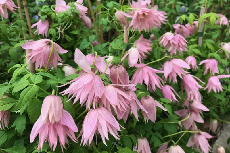 Clematis 'Country Rose'® 17cm