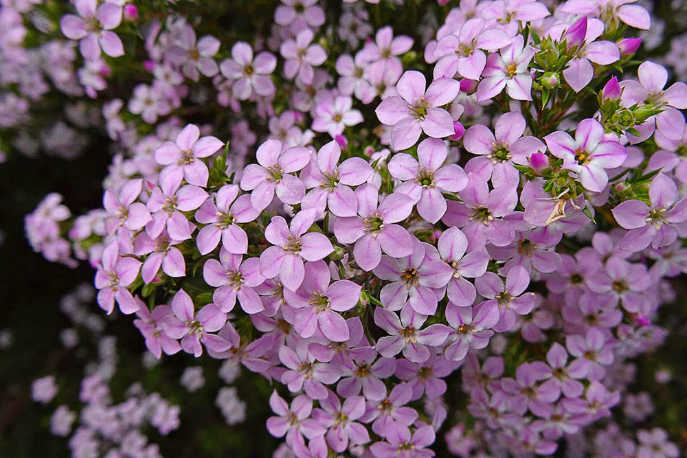 
                  
                    Coleonema pulchrum flower - Κολεόνεμα άνθος
                  
                