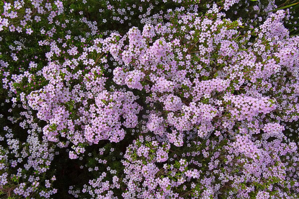 
                  
                    Coleonema pulchrum flower - Κολεόνεμα άνθος
                  
                