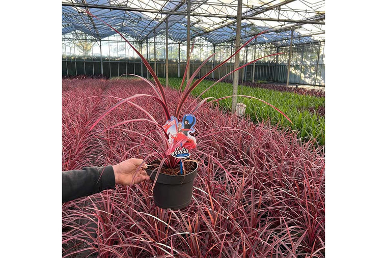 Cordyline 'Salsa'