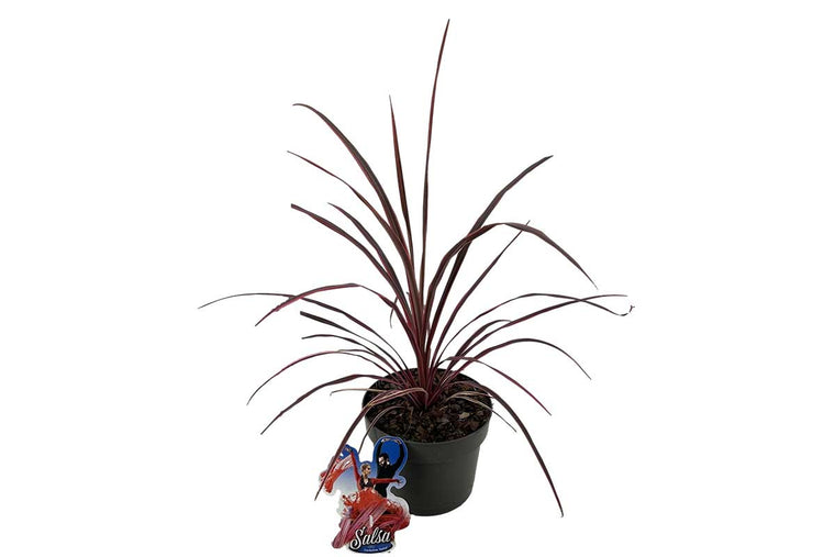 Cordyline 'Salsa'® 19cm