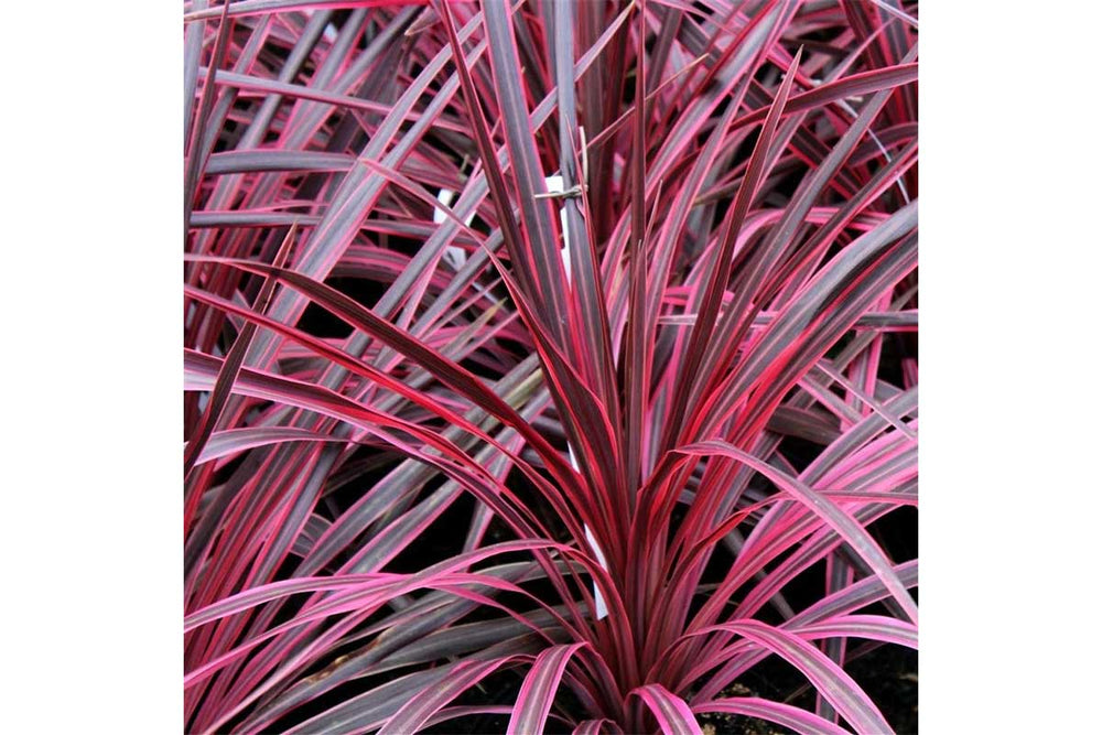 
                  
                    Cordyline 'Salsa'
                  
                