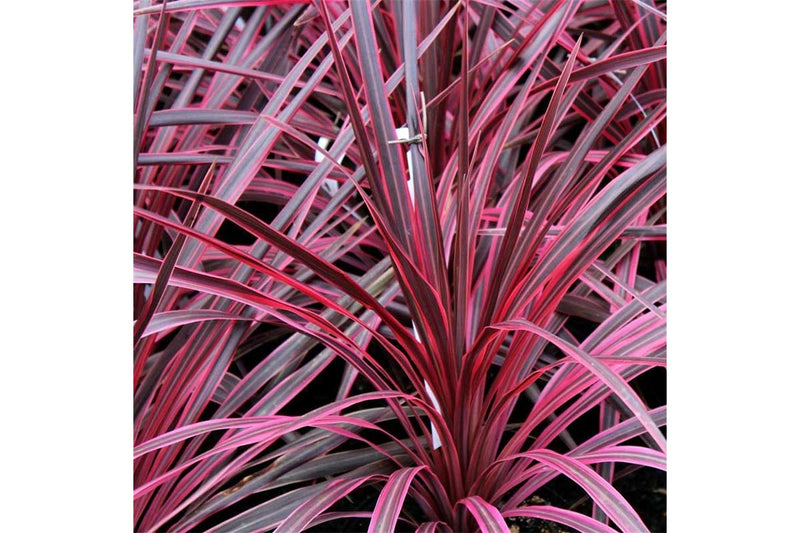 Cordyline 'Salsa'