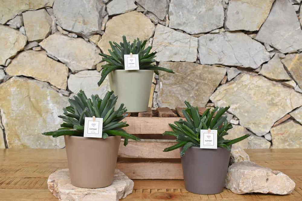 
                  
                    Cotyledon 'Elephants Trunk'® 12cm
                  
                
