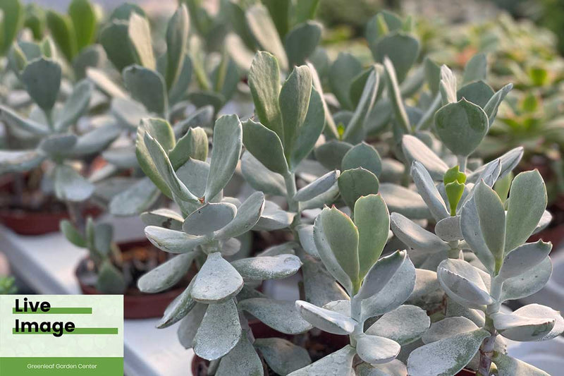 Cotyledon 'silver peak' 10.5cm