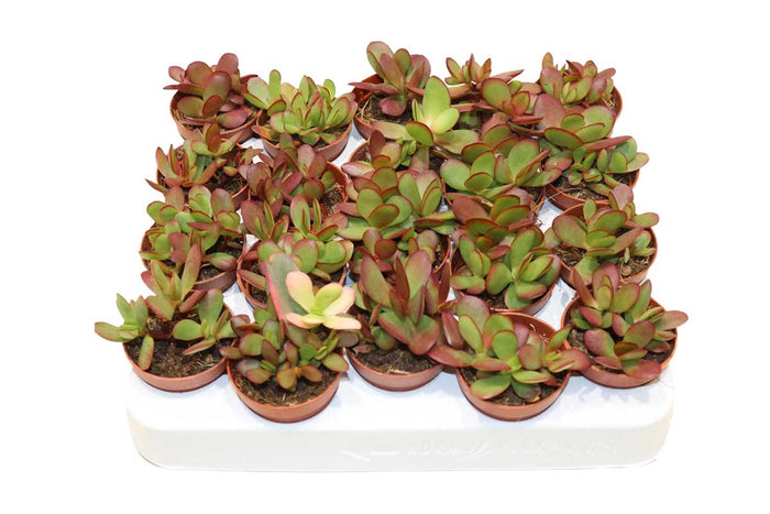 Crassula platyphylla 'Burgundy' 5.5cm