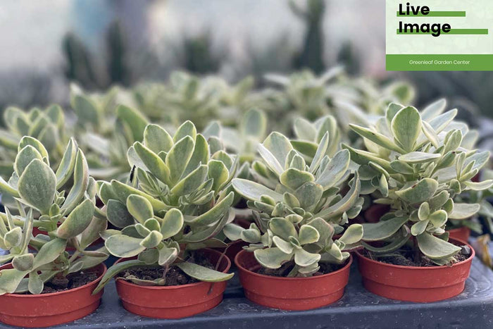 Crassula swaz. 'variegata' 5.5cm