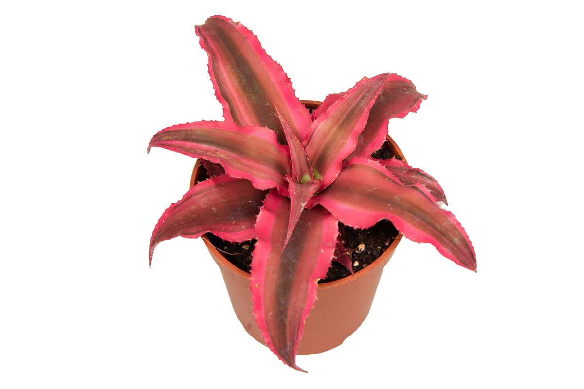 Cryptanthus 'rubin star' 5.5cm