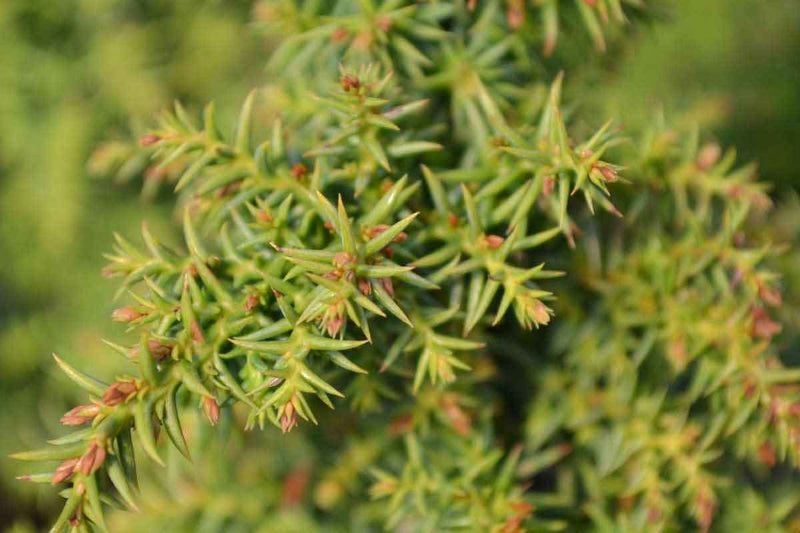 Cryptomeria 'Yokohama' 10.5cm