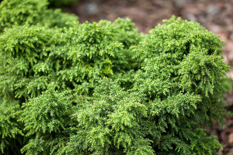 Cryptomeria 'Yokohama' 10.5cm